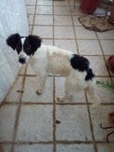 DAFFY, Hund, Mischlingshund in Griechenland - Bild 1