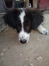 DAFFY, Hund, Mischlingshund in Griechenland - Bild 5