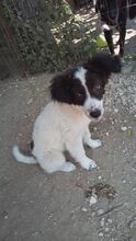 DAFFY, Hund, Mischlingshund in Griechenland - Bild 6
