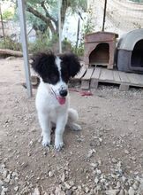DAFFY, Hund, Mischlingshund in Griechenland - Bild 7
