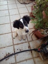 DAFFY, Hund, Mischlingshund in Griechenland - Bild 8