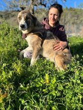 DAPHNE, Hund, Mischlingshund in Griechenland - Bild 4