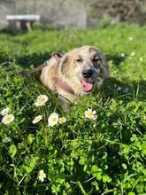 DOTTI, Hund, Mischlingshund in Griechenland - Bild 2