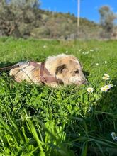 DOTTI, Hund, Mischlingshund in Griechenland - Bild 5