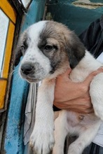 ONYX, Hund, Mischlingshund in Rumänien - Bild 1