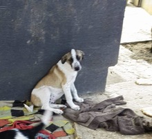 ONYX, Hund, Mischlingshund in Rumänien - Bild 4