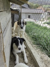 ONYX, Hund, Mischlingshund in Rumänien - Bild 6