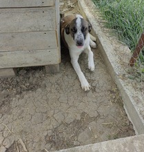 ONYX, Hund, Mischlingshund in Rumänien - Bild 7