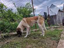 ONYX, Hund, Mischlingshund in Rumänien - Bild 8