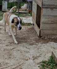 ONYX, Hund, Mischlingshund in Rumänien - Bild 9