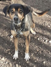 CHERRY, Hund, Mischlingshund in Bulgarien - Bild 1