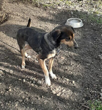 CHERRY, Hund, Mischlingshund in Bulgarien - Bild 2