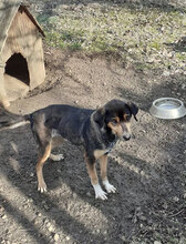 CHERRY, Hund, Mischlingshund in Bulgarien - Bild 3