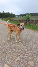 BUZ, Hund, Deutscher Schäferhund-Mix in Portugal - Bild 4