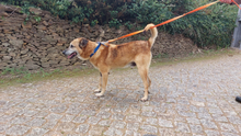 BUZ, Hund, Deutscher Schäferhund-Mix in Portugal - Bild 5
