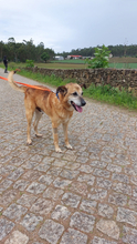 BUZ, Hund, Deutscher Schäferhund-Mix in Portugal - Bild 6