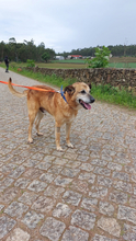 BUZ, Hund, Deutscher Schäferhund-Mix in Portugal - Bild 7