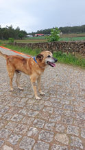 BUZ, Hund, Deutscher Schäferhund-Mix in Portugal - Bild 8