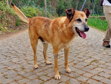 BUZ, Hund, Deutscher Schäferhund in Portugal - Bild 1