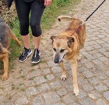 BUZ, Hund, Deutscher Schäferhund in Portugal - Bild 3