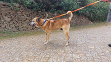 BUZ, Hund, Deutscher Schäferhund in Portugal - Bild 5