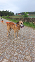 BUZ, Hund, Deutscher Schäferhund in Portugal - Bild 7