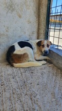 TERRY, Hund, Mischlingshund in Italien - Bild 2