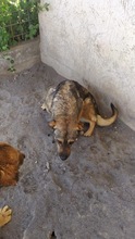 EVA, Hund, Mischlingshund in Italien - Bild 2