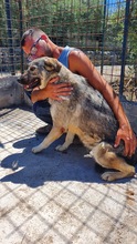 EVIAN, Hund, Mischlingshund in Italien - Bild 1