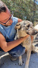 EVIAN, Hund, Mischlingshund in Italien - Bild 2