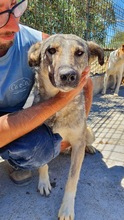 EVIAN, Hund, Mischlingshund in Italien - Bild 3