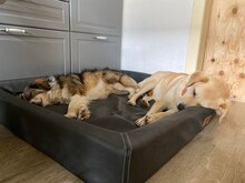LARISSA, Hund, Mischlingshund in Laufersweiler - Bild 3