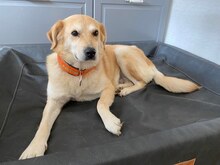 LARISSA, Hund, Mischlingshund in Laufersweiler - Bild 7