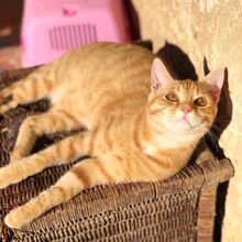 FINN, Katze, Hauskatze in Spanien - Bild 13