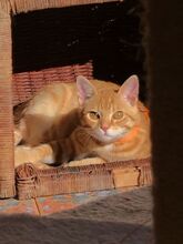 FINN, Katze, Hauskatze in Spanien - Bild 14