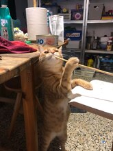 FINN, Katze, Hauskatze in Spanien - Bild 18