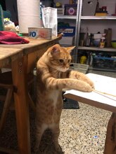 FINN, Katze, Hauskatze in Spanien - Bild 19