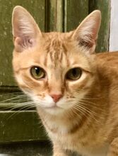 FINN, Katze, Hauskatze in Spanien - Bild 5
