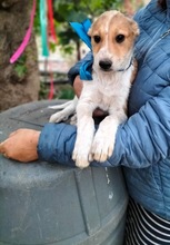 MACCHIA, Hund, Mischlingshund in Italien - Bild 2
