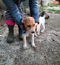 MACCHIA, Hund, Mischlingshund in Italien - Bild 3