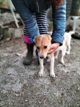 MACCHIA, Hund, Mischlingshund in Italien - Bild 4