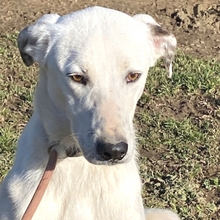IDAHO, Hund, Mischlingshund in Hüllhorst - Bild 11