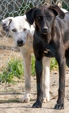 IDAHO, Hund, Mischlingshund in Hüllhorst - Bild 13