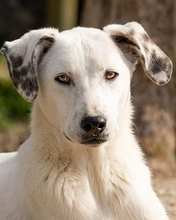 IDAHO, Hund, Mischlingshund in Hüllhorst - Bild 4