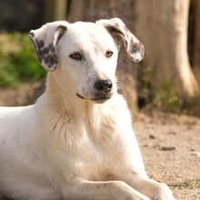 IDAHO, Hund, Mischlingshund in Hüllhorst - Bild 8