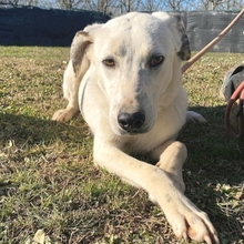 IDAHO, Hund, Mischlingshund in Hüllhorst - Bild 9