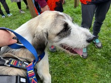 XENA, Hund, Hannoverscher Schweißhund-Mix in Rumänien - Bild 1