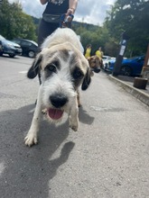 XENA, Hund, Hannoverscher Schweißhund-Mix in Rumänien - Bild 2