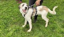 XENA, Hund, Hannoverscher Schweißhund-Mix in Rumänien - Bild 3