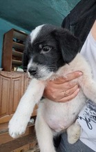 OZZIE, Hund, Mischlingshund in Rumänien - Bild 2